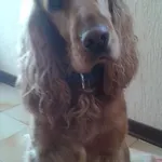 شقة Vesna Komunela أوماغ